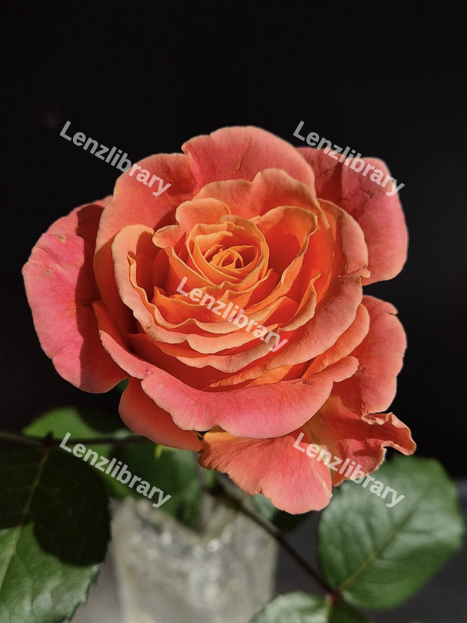 Pink and Orange Rose
